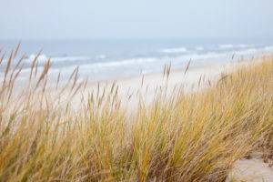 Beach dunes with sea oats
